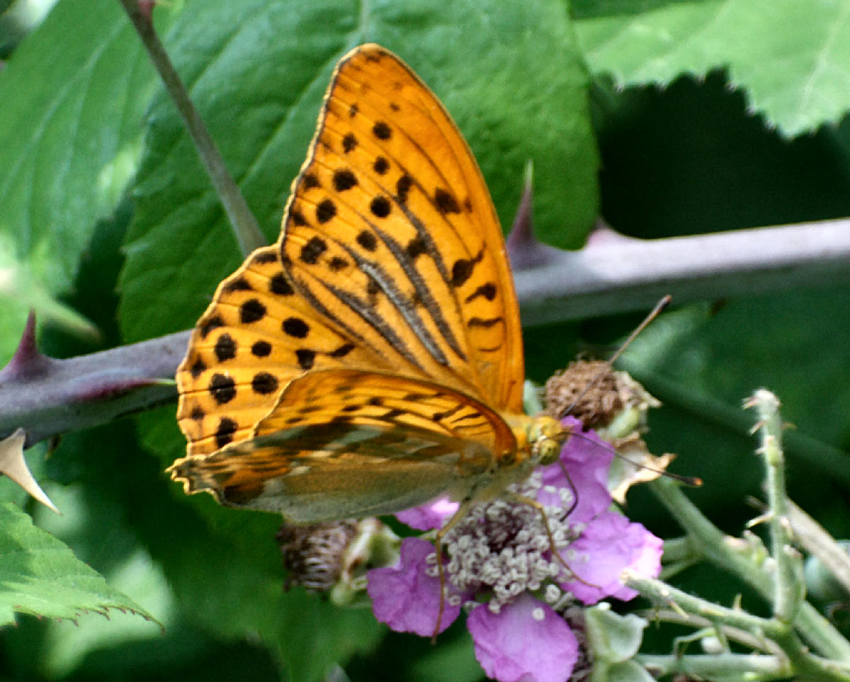 farfalla da identificare